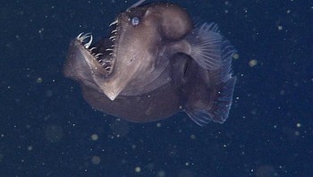 Anglerfish (Lophiiformes) adalah ikan bertulang sejati yang hidup di laut dalam. Ikan ini memiliki bentuk tubuh yang khas dan ikonik, dengan gigi tajam dan bola bercahaya yang menggantung di ujung antenanya. Anglerfish sering disebut sebagai ikan iblis karena penampilannya yang menyeramkan. Anglerfish hidup di kedalaman 3.000 kaki atau lebih dari 900 meter. Habitatnya di Samudra Arktik, Samudra Pasifik, Samudra Hindia, Samudra Atlantik, dan Laut Mediterania. Anglerfish dikenal sebagai spesies ikan yang acap bersembunyi di kedalaman laut yang gelap. Ikan ini memiliki cara berburu yang khas, yaitu menggunakan modifikasi sinar fin yang bercahaya (esca atau illicium) sebagai umpan untuk menarik ikan lain Anglerfish Foto: Boredpanda