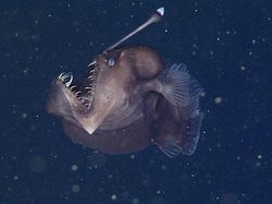 Deretan Mahluk Laut Menakutkan Bikin Bergidik