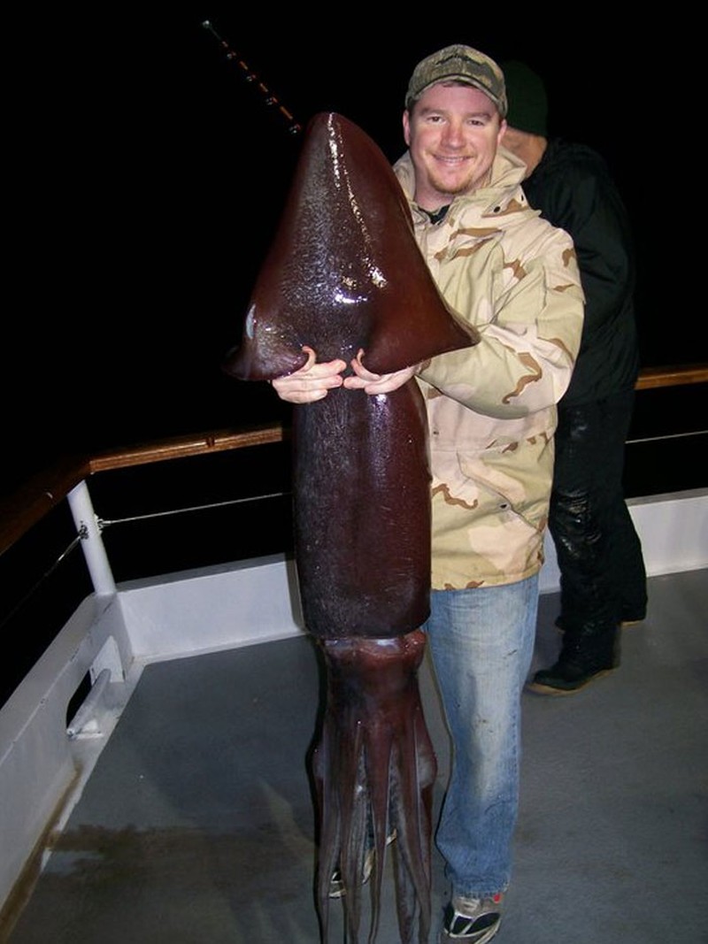 Makhluk Laut yang Menakutkan