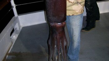 Cumi-cumi Humboldt (Dosidicus gigas) adalah cumi-cumi besar yang hidup di Samudra Pasifik bagian timur. Cumi-cumi ini juga dikenal sebagai cumi jumbo, cumi terbang jumbo, Pota di Peru, atau Jibia di ChiliFoto: Boredpanda