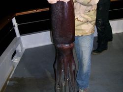 Deretan Mahluk Laut Menakutkan Bikin Bergidik