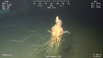 Siphonophore adalah hewan laut yang terdiri dari banyak klon kecil yang saling menempel. Hewan ini tampak seperti ubur-ubur, tapi mereka membangun tubuh mereka dengan cara yang unik. Siphonophore adalah predator laut dalam yang berbentuk seperti tali dengan panjang mencapai 45 meter. Siphonophore hidup antara 700 hingga 1.000 m di bawah permukaan laut. Mereka adalah hewan yang tembus cahaya, berbentuk seperti karang, dan terdiri makhluk-makhluk kecil. Siphonophore adalah sejenis jeli yang terdiri dari jutaan klona yang saling berhubungan. Setiap zooid memiliki peran khusus dalam koloni, ada yang hanya berenang, ada yang makan, ada yang menyengat, dan lain-lain. Foto: Boredpanda