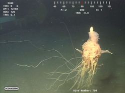 Deretan Mahluk Laut Menakutkan Bikin Bergidik