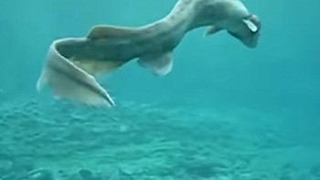 Hiu berjumbai (frilled shark) adalah jenis hiu yang baru ditemukan. Hiu ini diperkirakan telah hidup di laut dalam selama 100 juta tahun. Hiu berjumbai pertama kali ditemukan di Jepang pada tahun 2007. Hiu berjumbai hidup di Samudra Pasifik dan Atlantik Mereka menghabiskan sebagian besar waktunya di perairan dalam dan gelap. Hiu ini terkadang tersangkut jaring nelayan atau pernah terdampar di tepi pantai. Hiu berjumbai rentan terhadap perubahan suhu yang drastis sehingga dapat mudah terserang penyakit.  Foto: Boredpanda