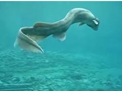 Deretan Mahluk Laut Menakutkan Bikin Bergidik