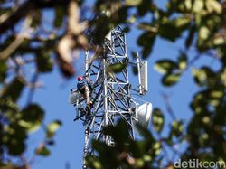 Melihat Perawatan BTS BAKTI Kominfo di Natuna