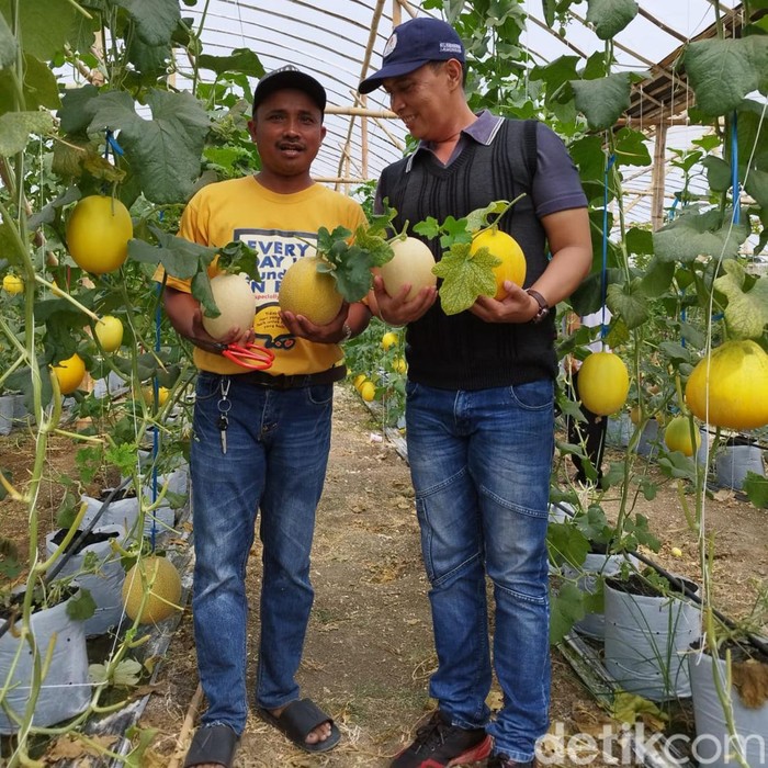 panen raya melon di kecamatan turi Lamongan
