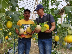 Desa di Lamongan Cuan Ratusan Juta Sekali Panen dari Kebun Melon Hidroponik