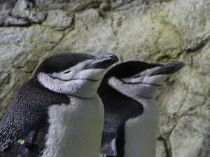 Peneliti Pasang Sarang Buatan untuk Cegah Penurunan Populasi Penguin