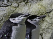 Penguin Bisa Tidur Siang 10.000 Kali Sehari, Kok Bisa?
