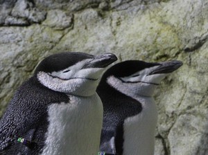 Penguin Bisa Tidur Siang 10.000 Kali Sehari, Kok Bisa?