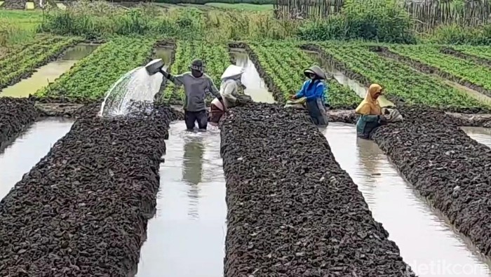 Petani di Brebes sedang menggarap lahan, Senin (4/12/2023).