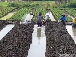 Petani di Brebes Sambat Kuota Pupuk Bersubsidi Tak Cukupi Kebutuhan