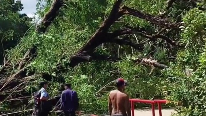 Sebuah pohon tumbang di dalam kampus Universitas Hasanuddin (Unhas) Makassar, Sulawesi Selatan (Sulsel).