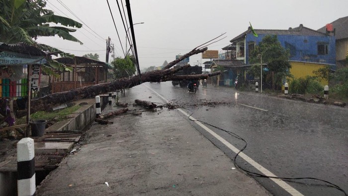 Pohon di Jalan Piyungan-Prambanan, Sleman tumbang dan mengakibatkan sat pemotor luka-luka.