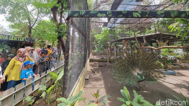 Suasana di Kebun Binatang Surabaya (KBS).