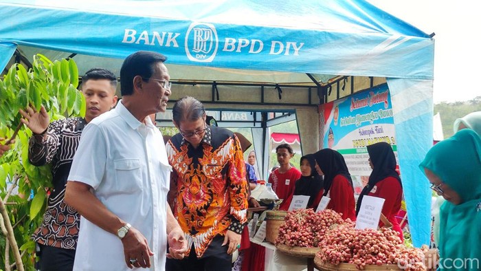 Sultan Hamengku Buwono X saat meninjau hasil panen Lumbung Mataraman di Nglipar, Gunungkidul, Senin (4/12/2023).