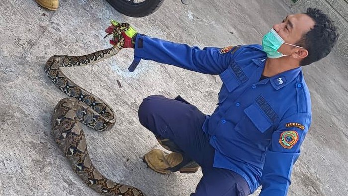 Petugas saat evakuasi ular sanca yang masuk ke kandang ayam warga Baturetno, Banguntapan, Bantul, Senin (4/12/2023).