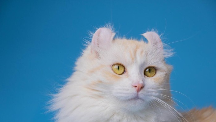 American curl.