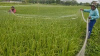 Para petani bahu-membahu memasang jaring di areal persawahan.