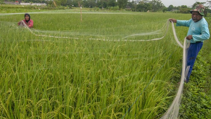 Burung pipit (Lonchura leucogastroides) hinggap di jaring yang dipasang petani untuk melindungi padi di Pekandangan,Indramayu, Jawa Barat, Selasa (5/12/2023). Petani setempat terpaksa mengeluarkan biaya tambahan untuk memasang jaring agar tanaman padi terlindungi dari serangan burung pipit. ANTARA FOTO/Dedhez Anggara/aww.