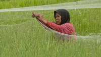 Mereka terpaksa merogoh kocek lebih dalam untuk menghalau serangan hama burung pipit.