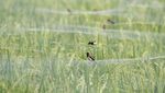 Petani Rogoh Kantong Lebih Dalam Gegara Serangan Burung Pipit
