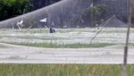 Petani Rogoh Kantong Lebih Dalam Gegara Serangan Burung Pipit