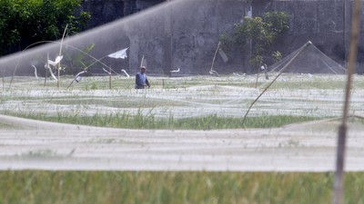 Petani Rogoh Kantong Lebih Dalam Gegara Serangan Burung Pipit