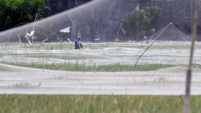Antisipasi serangan hama burung pipit Burung pipit (Lonchura leucogastroides) hinggap di jaring yang dipasang petani untuk melindungi padi di Pekandangan,Indramayu, Jawa Barat, Selasa (5/12/2023). Petani setempat terpaksa mengeluarkan biaya tambahan untuk memasang jaring agar tanaman padi terlindungi dari serangan burung pipit. ANTARA FOTO/Dedhez Anggara/aww.