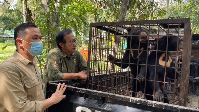 BKSDA Batam melakukan penyitaan Satwa dilindungi di Kawasan Hutan Wisata Mata Kucing pada 2021 lalu.