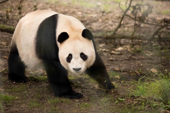 Giant panda Yang Guang di Kebun Binatang Edinburg