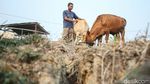 Kisah Pemilik Sapi 5,5 Kuintal di Merauke Jadi Jawara Kontes
