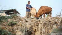 Awalnya Rohadi memelihara tiga ekor sapi. Lambat laun, ia pun ingin mengembangkan usahanya agar lebih baik. Ia pun mengajukan kredit kepada BRI sebesar Rp 50 juta sebagai suntikan modal mengembangkan usahanya. Modal tersebut ia belikan sembilan ekor sapi.