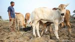 Kisah Pemilik Sapi 5,5 Kuintal di Merauke Jadi Jawara Kontes