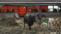 Sapi yang dilombakan Rohadi berjenis Brangus. Jenis ini merupakan persilangan sapi betina Brahman (Bos indicus) dan pejantan Aberden Angus (Bos taurus). Sapi ini memiliki perawakan leher dan telinga pendek, punggung lurus, badan kompak dan padat, kaki kuat dan kokoh serta seluruh tubuh berwarna hitam.