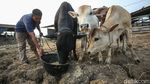 Kisah Pemilik Sapi 5,5 Kuintal di Merauke Jadi Jawara Kontes