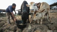 Proses perawatan yang dilakukan Rohadi terbilang sukses. Salah satu sapi yang ia pelihara bahkan berhasil menyabet juara dalam kontes sapi peternakan se-Distrik Tanah Miring pada Agustus tahun ini.