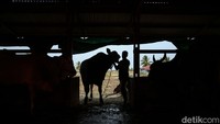 Menurut Rohadi kontes tersebut diadakan sebagai bagian dari mempromosikan sapi-sapi peternakan di Tanah Miring sekaligus menyosialisasikan peluang usaha ternak sapi hasil inseminasi buatan (IB).