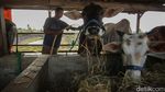 Kisah Pemilik Sapi 5,5 Kuintal di Merauke Jadi Jawara Kontes