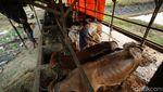 Kisah Pemilik Sapi 5,5 Kuintal di Merauke Jadi Jawara Kontes
