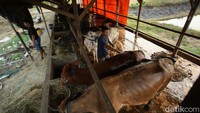 Rohadi mengatakan perawatan yang dilakukan meliputi pembersihan kandang satu kali dalam sehari, pemberian pakan berjadwal, dan pemberian pakan tambahan berupa dedak dan ampas kulit kedelai sebagai sumber protein.