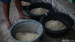 Kisah Pemilik Sapi 5,5 Kuintal di Merauke Jadi Jawara Kontes