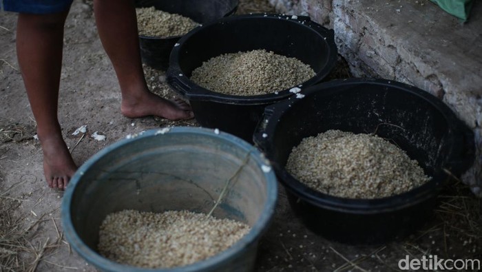 Kisah Pemilik Sapi 5,50 Kwintal di Merauke Jadi Jawara Kontes Rohadi memberikan pakan sapi di Isano Mbias, Merauke, Selasa (14/11/2023). Pandemi berdampak pada perekonomian seorang petani di Kabupaten Merauke, Papua Selatan, tepatnya di Distrik Tanah Miring. Petani bernama Rohadi tersebut mengatakan sejak saat itu ia banting setir menjadi peternak sapi.