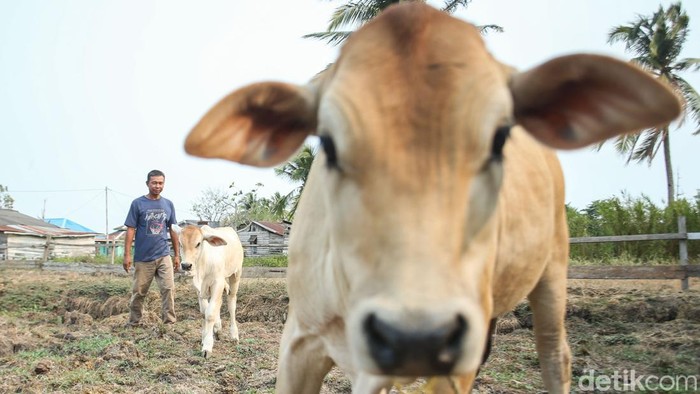 Kisah Pemilik Sapi 5,50 Kwintal di Merauke Jadi Jawara Kontes Rohadi memberikan pakan sapi di Isano Mbias, Merauke, Selasa (14/11/2023). Pandemi berdampak pada perekonomian seorang petani di Kabupaten Merauke, Papua Selatan, tepatnya di Distrik Tanah Miring. Petani bernama Rohadi tersebut mengatakan sejak saat itu ia banting setir menjadi peternak sapi.