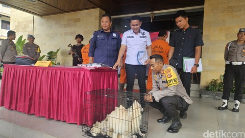 Konferensi pers pelajar mencuri uang Rp 127 juta untuk membeli anjing dan gaya hidup di Polres Klungkung, Selasa (5/12/2023). (Putu Krista/detikBali)