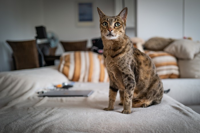 kucing savannah.
