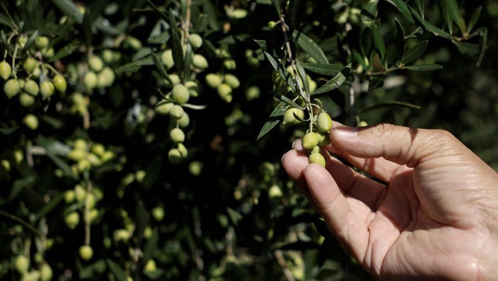 Freshly produced olive oil falls into a tank in the olive mill of Panagiotis Foudas, in the seaside town of Filiatra, Greece, November 15, 2023. REUTERS/Louisa Gouliamaki