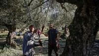 Berdasarkan data dari The International Olive Council (IOC) antara tahun 2016 hingga 2021, Yunani merupakan negara ketiga terbesar penghasil zaitun setelah Spanyol dan Italia.
