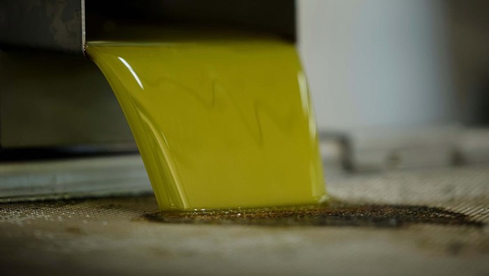 Melihat Perkebunan Zaitun di Yunani Freshly produced olive oil falls into a tank in the olive mill of Panagiotis Foudas, in the seaside town of Filiatra, Greece, November 15, 2023. REUTERS/Louisa Gouliamaki